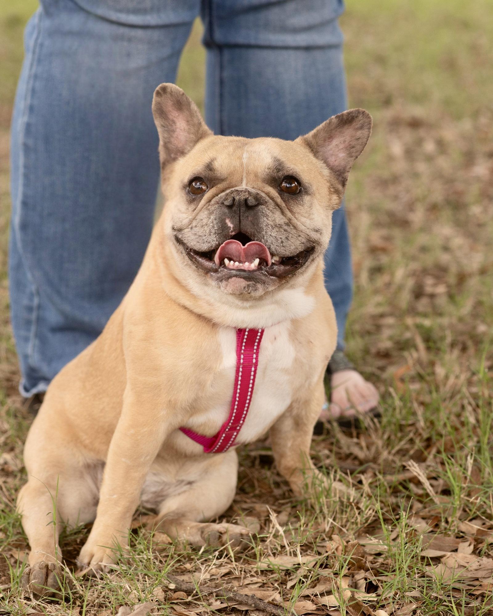 Enlarge GEORGIA, a Adoptable French Bulldog in Southaven, MS image 2/3