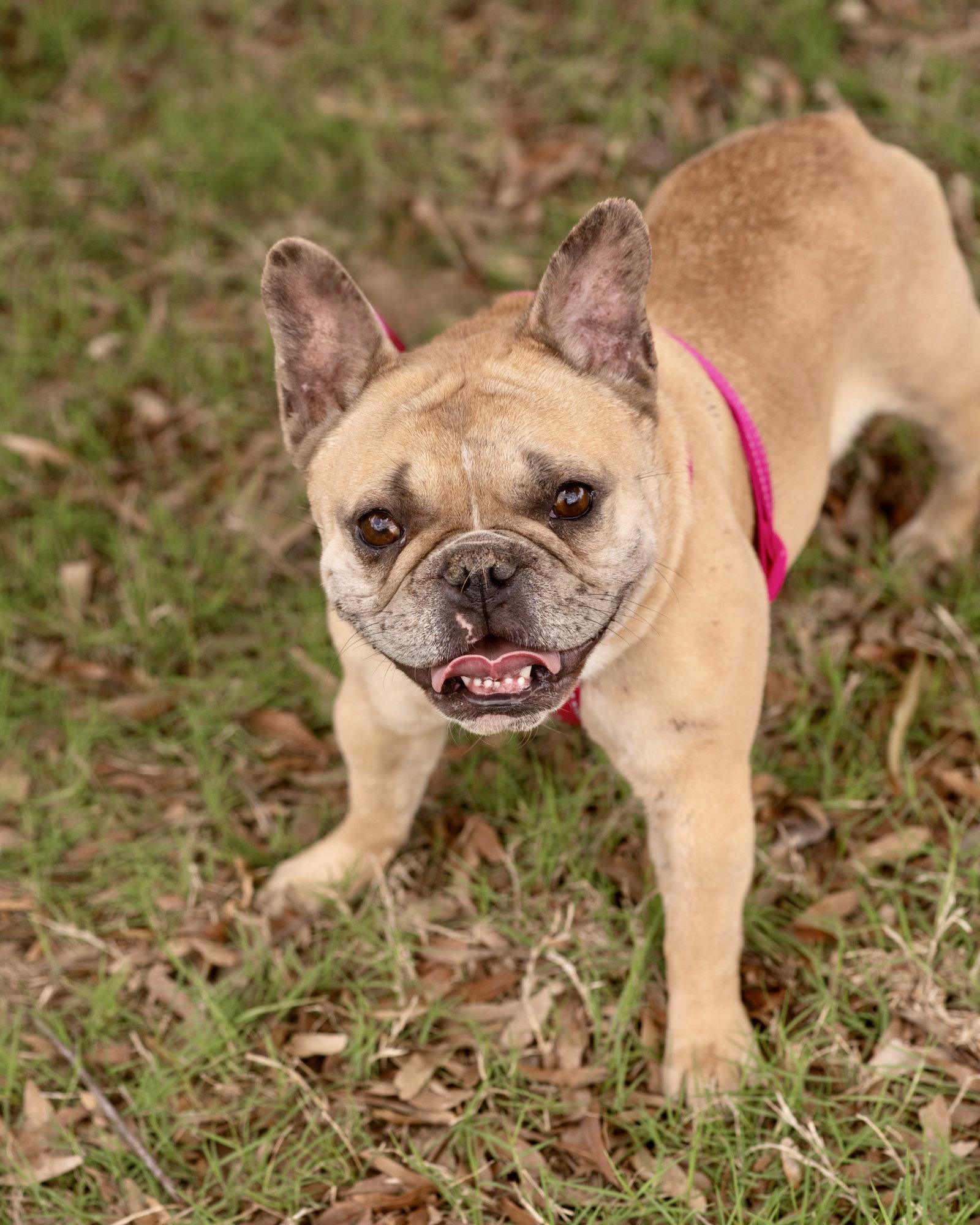 Enlarge GEORGIA, a Adoptable French Bulldog in Southaven, MS image 3/3