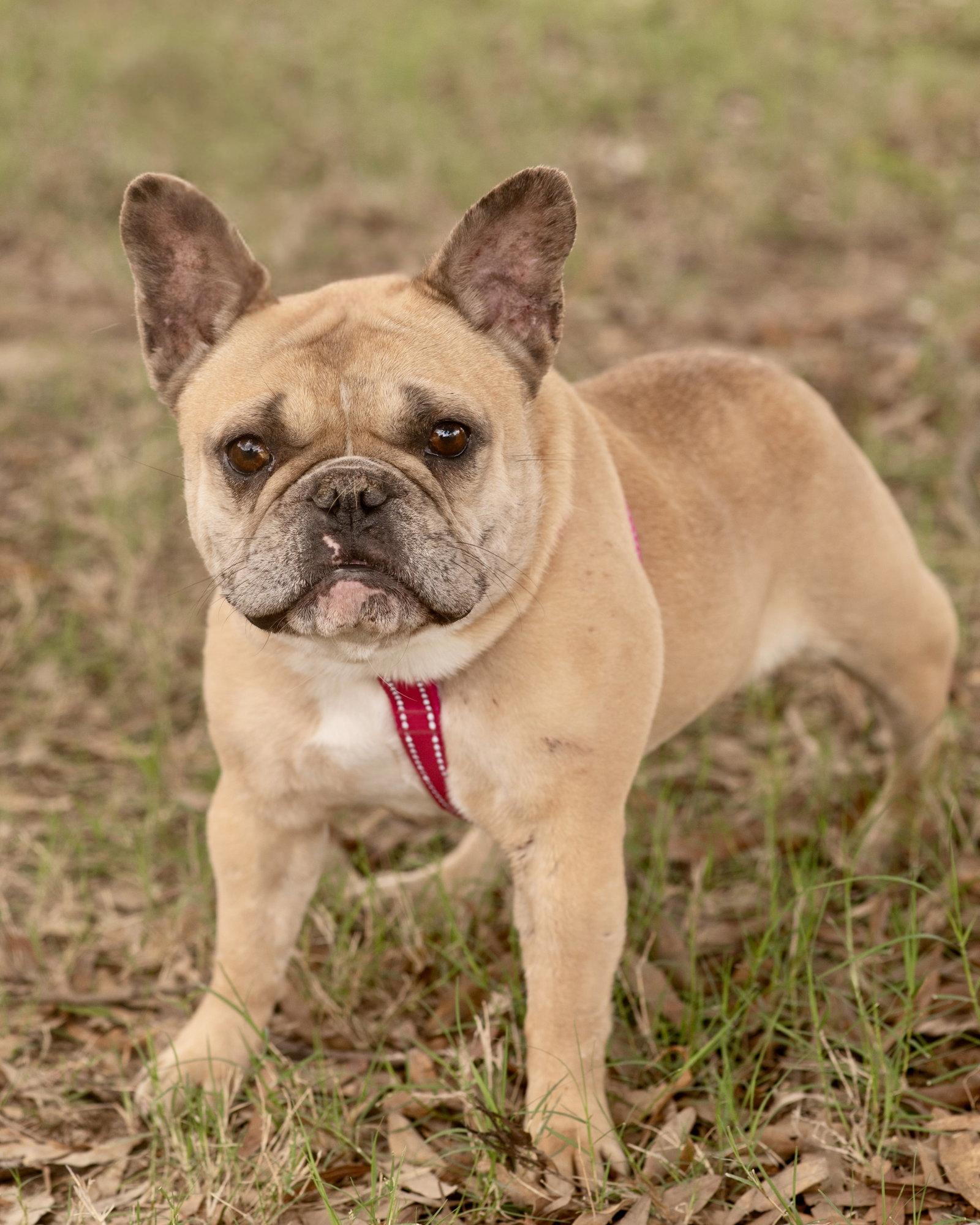 GEORGIA, Adoptable, Young Female French Bulldog.