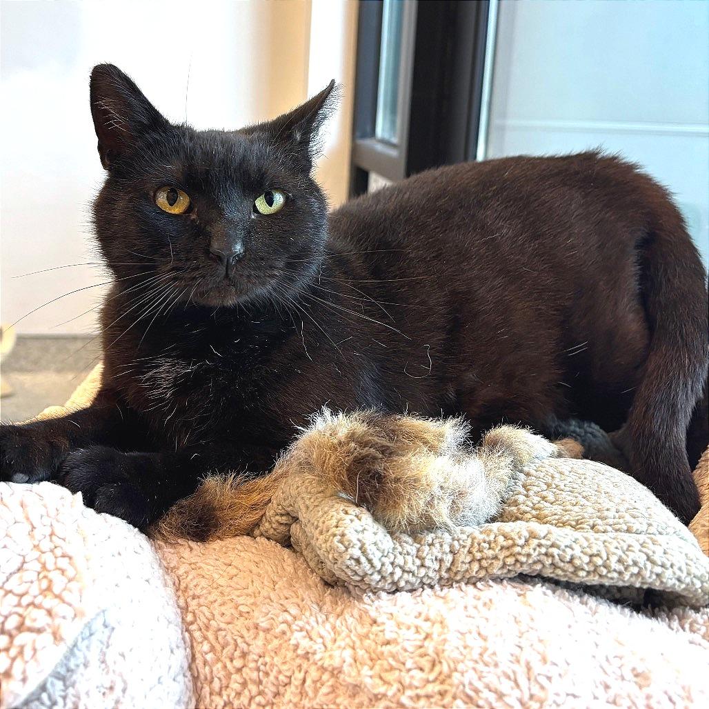Sugarplum, Adoptable, Adult Female Domestic Short Hair.