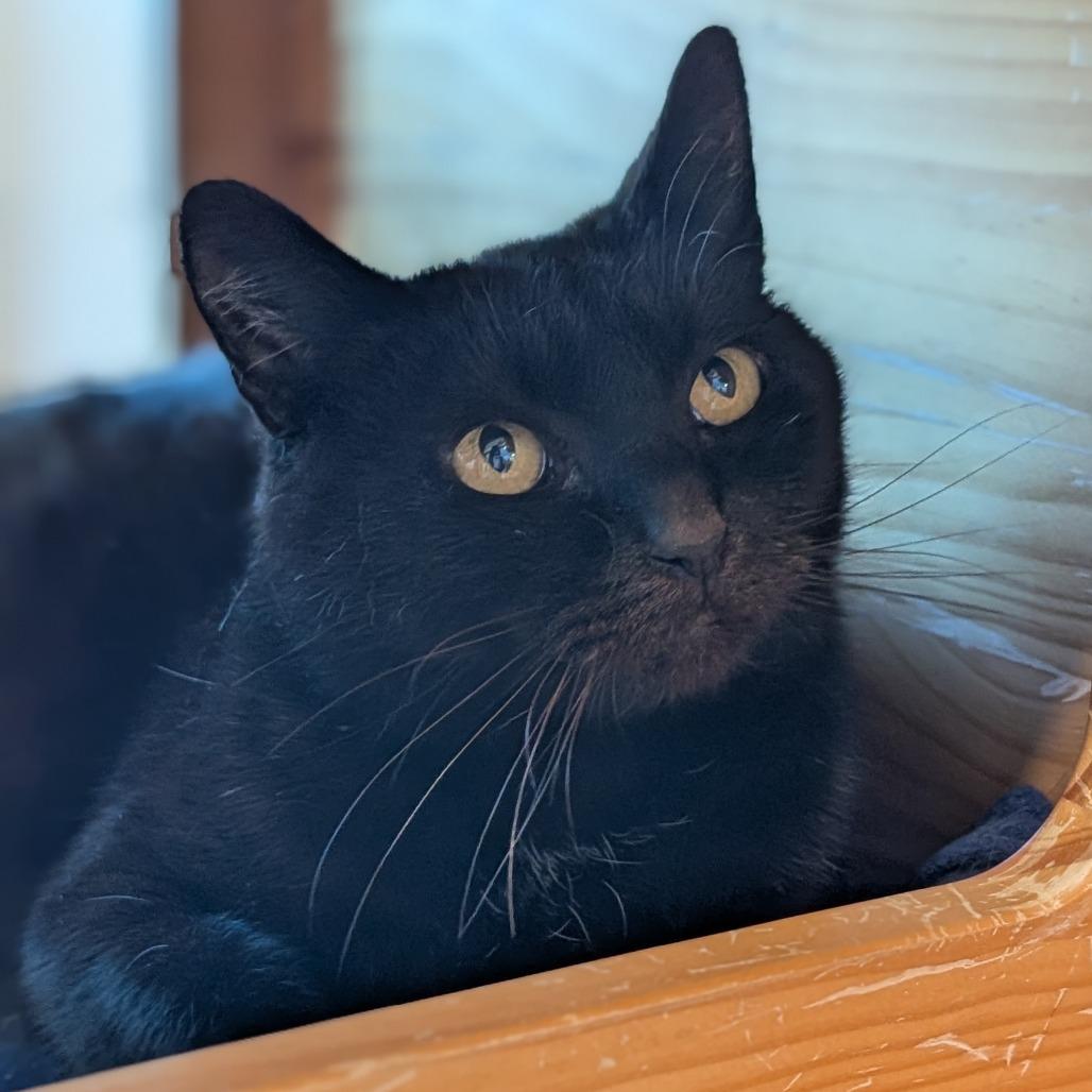 Enlarge Sugarplum, a Adoptable Domestic Short Hair in Washington Township, OH image 2/6