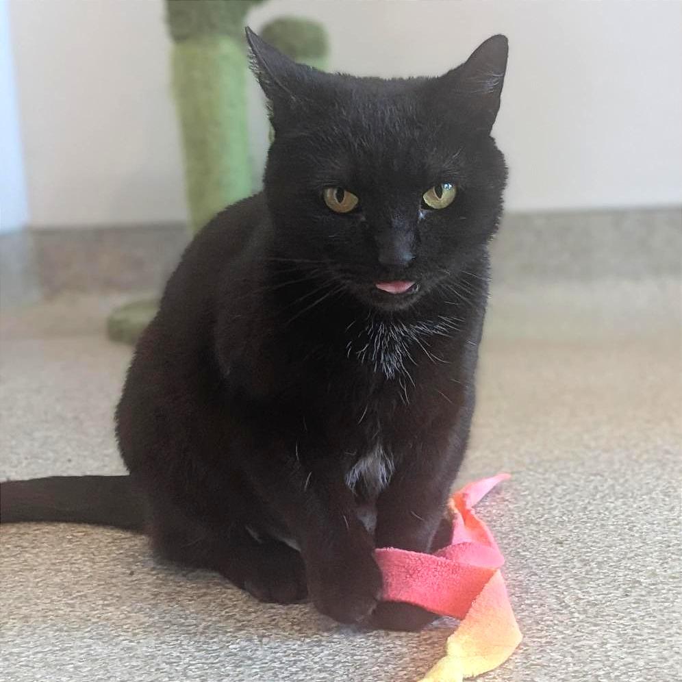 Enlarge Sugarplum, a Adoptable Domestic Short Hair in Washington Township, OH image 4/6