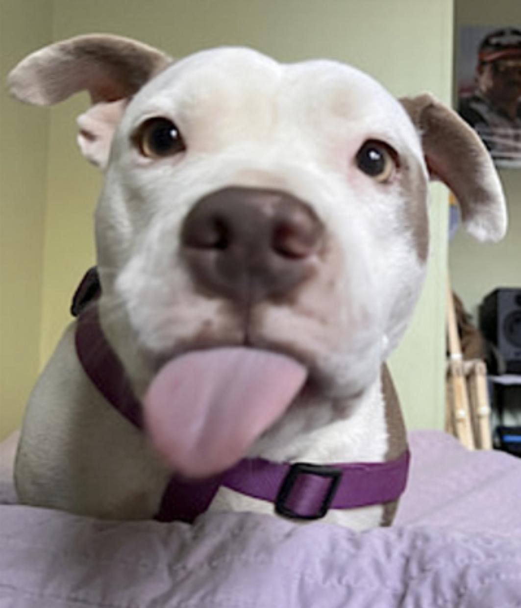 Enlarge Myrtle, a Adoptable Staffordshire Bull Terrier in Virginia Beach, VA image 5/6