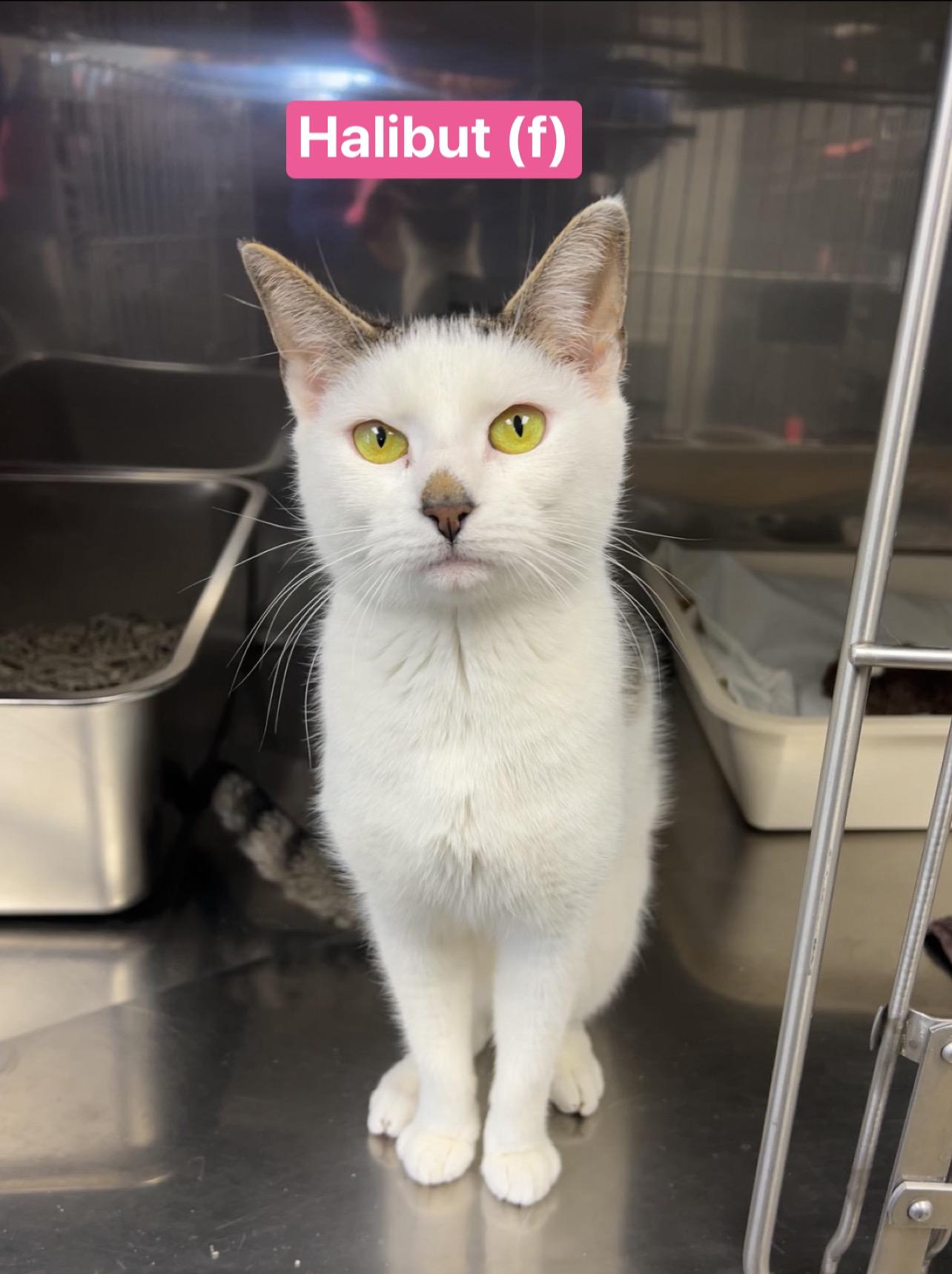 Halibut , Adoptable, Young Female Domestic Short Hair.