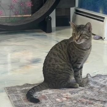 Connor, ADOPTABLE, Adult Male Domestic Short Hair.