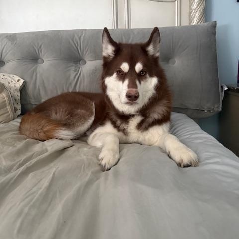 Enlarge Nova, a Adoptable Siberian Husky in Washington Court House, OH image 1/5