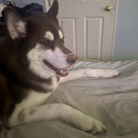 Enlarge Nova, a Adoptable Siberian Husky in Washington Court House, OH image 5/5