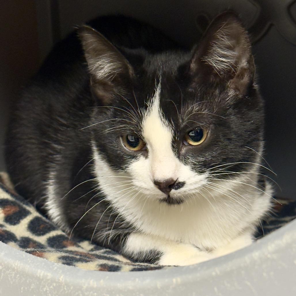 Angel, ADOPTABLE, Young Female Domestic Short Hair.