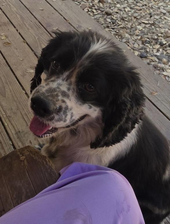 Bingo, Adoptable, Adult Male Cocker Spaniel & English Springer Spaniel.