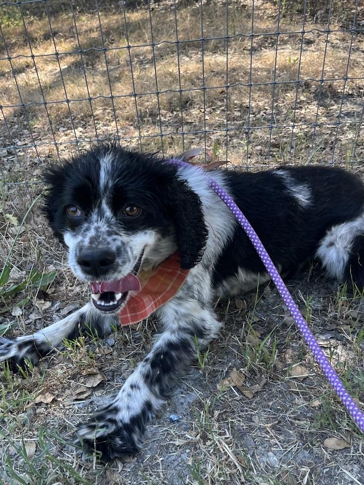 Enlarge Bingo, a Adoptable mixed breed in Jamestown, CA image 2/5