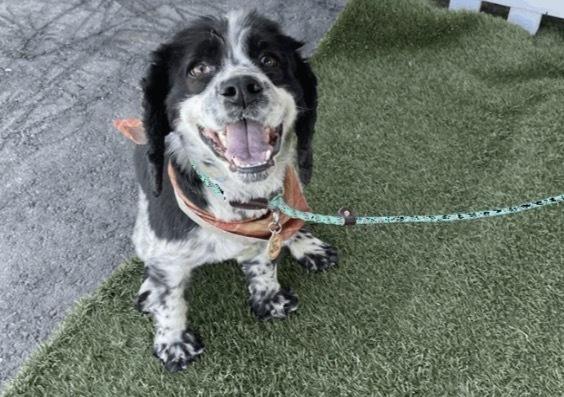 Enlarge Bingo, a Adoptable mixed breed in Jamestown, CA image 5/5