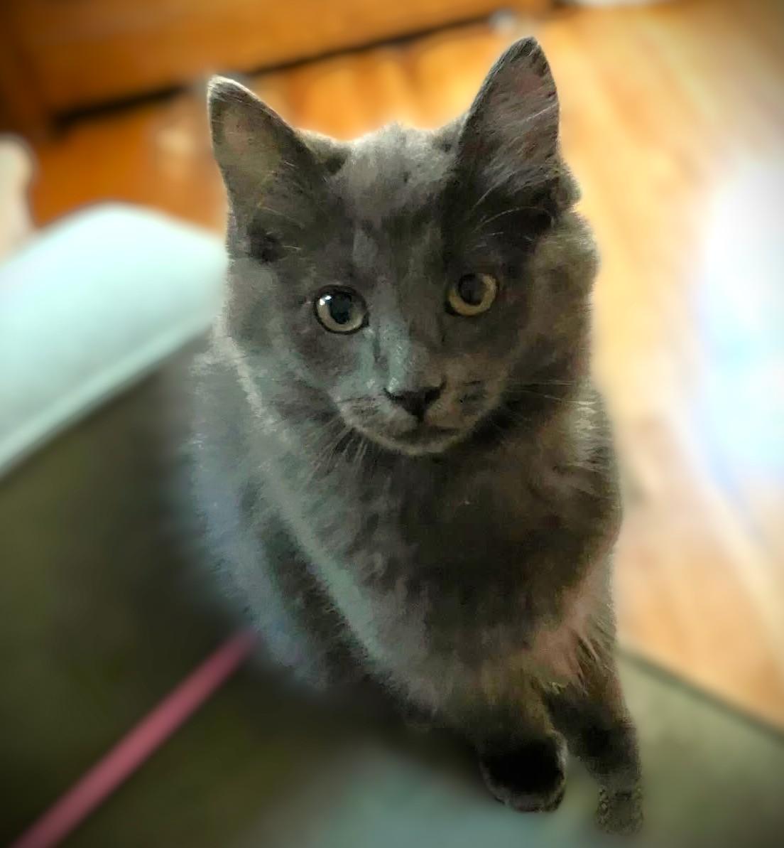 Enlarge HARRY, an adoptable Domestic Long Hair in Mankato, MN image 3/4