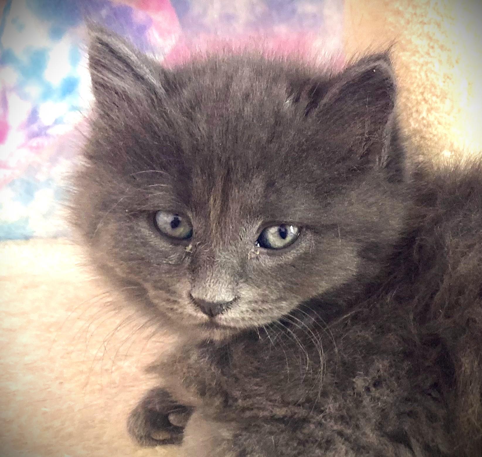 HARRY-pending, ADOPTABLE, Kitten Male Domestic Long Hair.