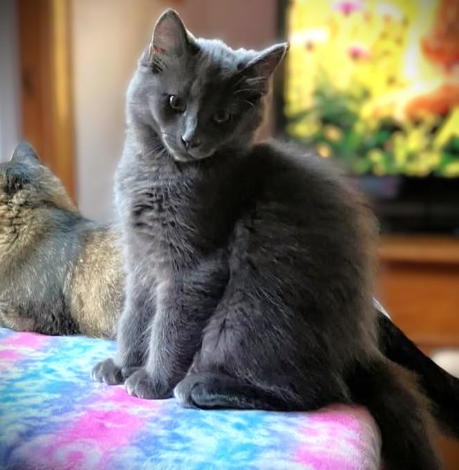 HARRY, adoptable, Kitten Male Domestic Long Hair.