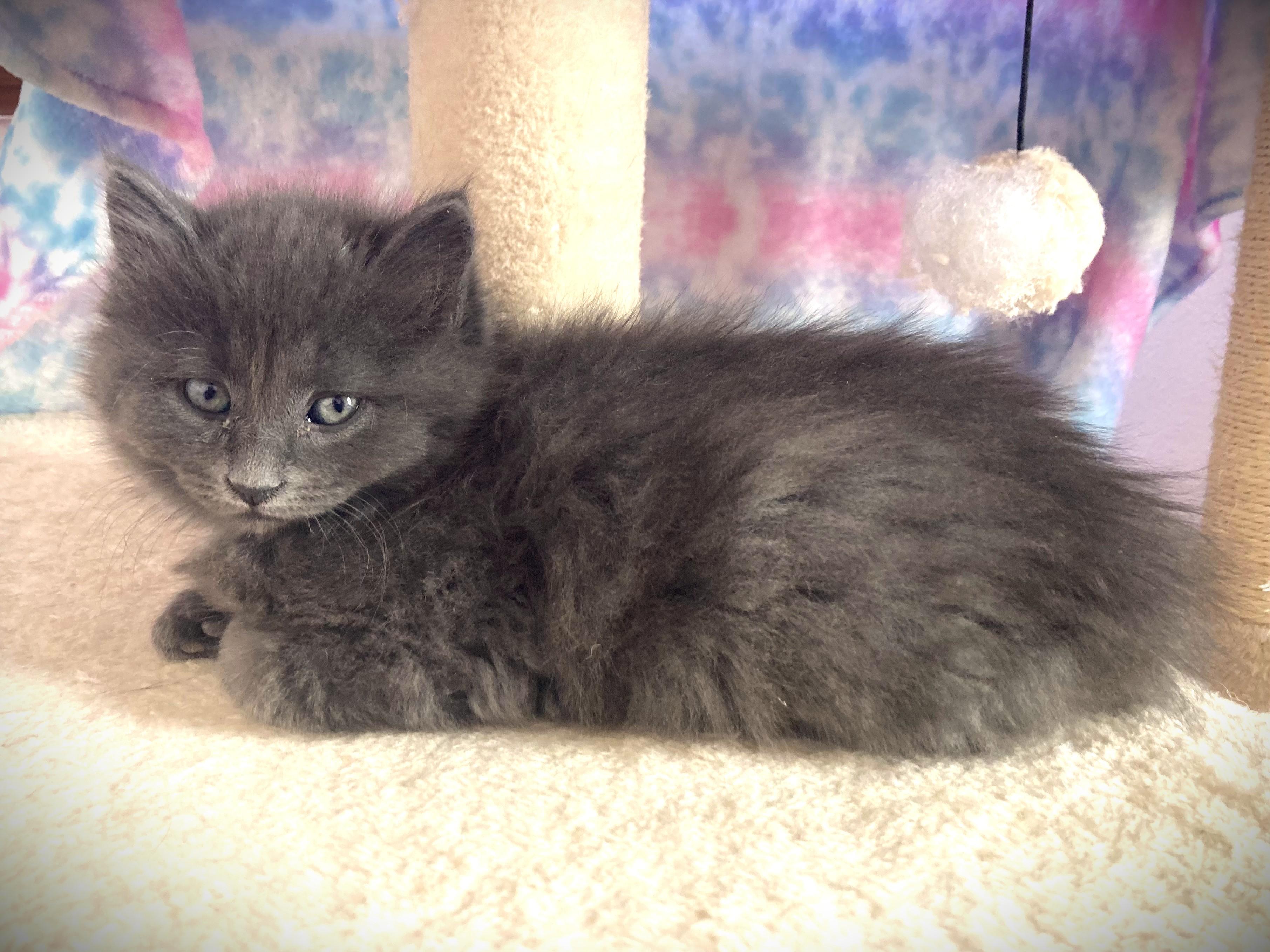 HARRY-pending, a ADOPTABLE Domestic Long Hair in Mankato, MN image 2/2