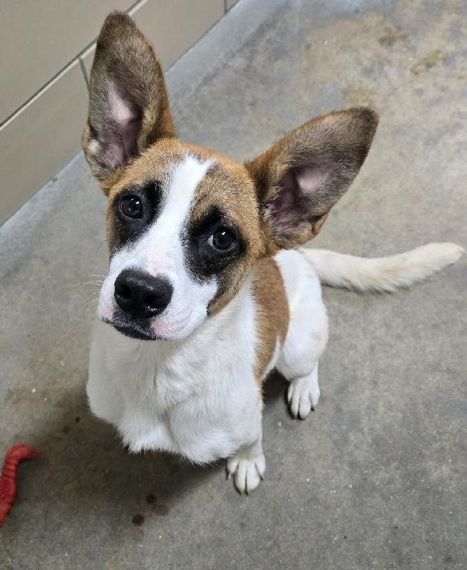 Enlarge Furby, a Adoptable mixed breed in Aurora, IL image 1/2