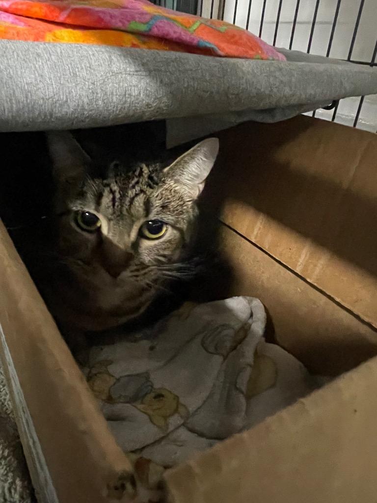Missy, Adoptable, Adult Female Domestic Short Hair.