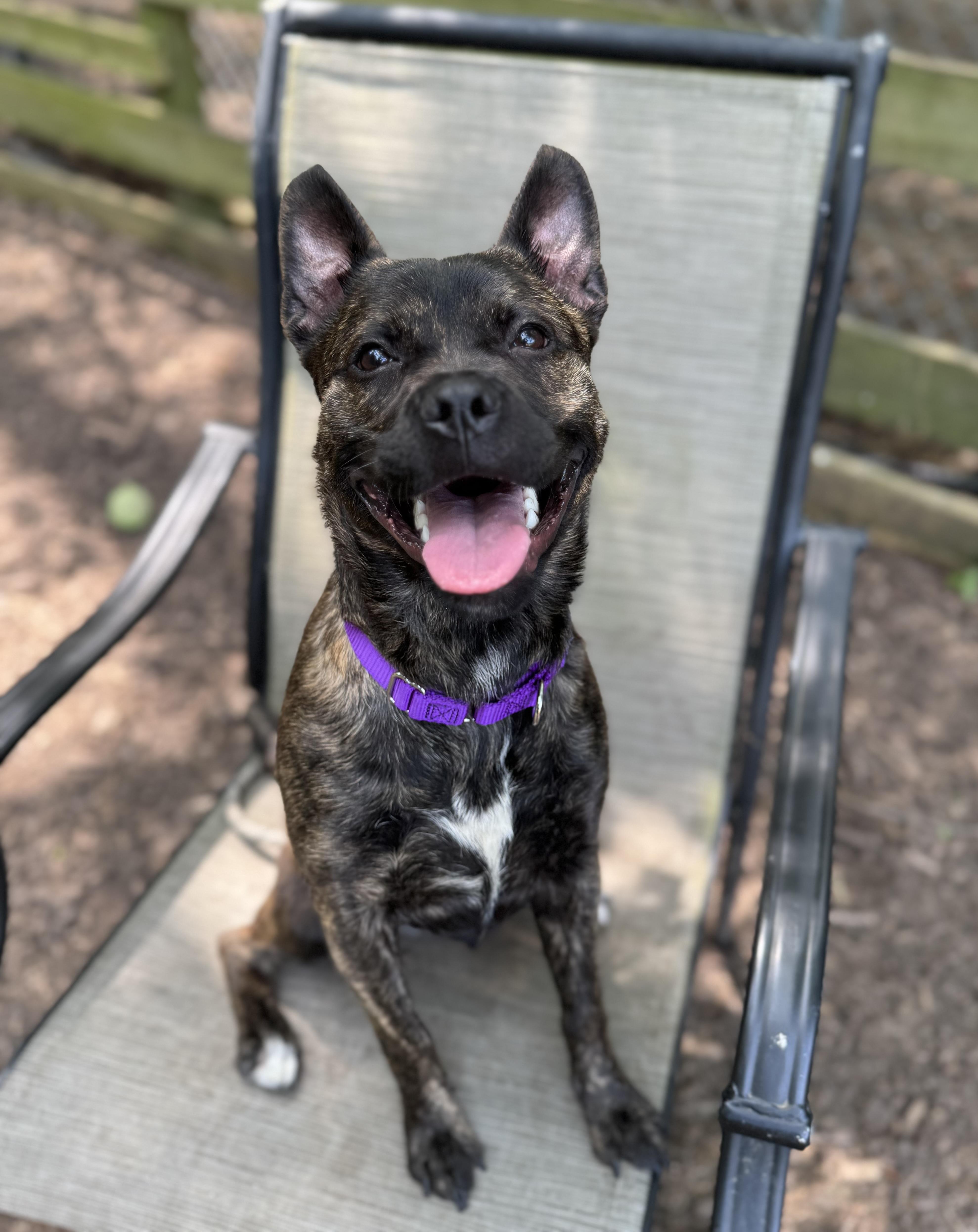 Enlarge Moxie, a Adoptable mixed breed in Tinton Falls, NJ image 2/6