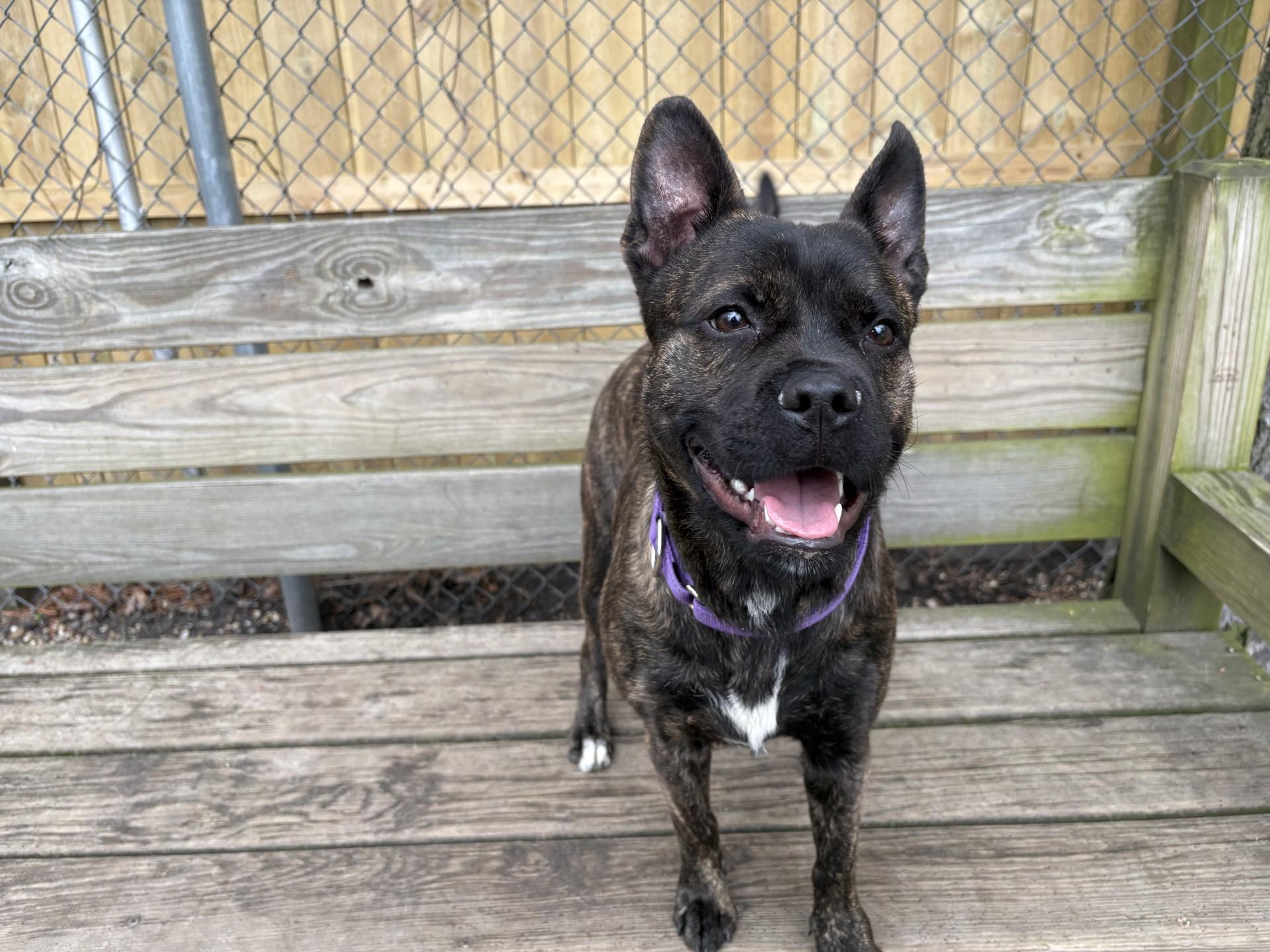 Enlarge Moxie, a Adoptable mixed breed in Tinton Falls, NJ image 3/6