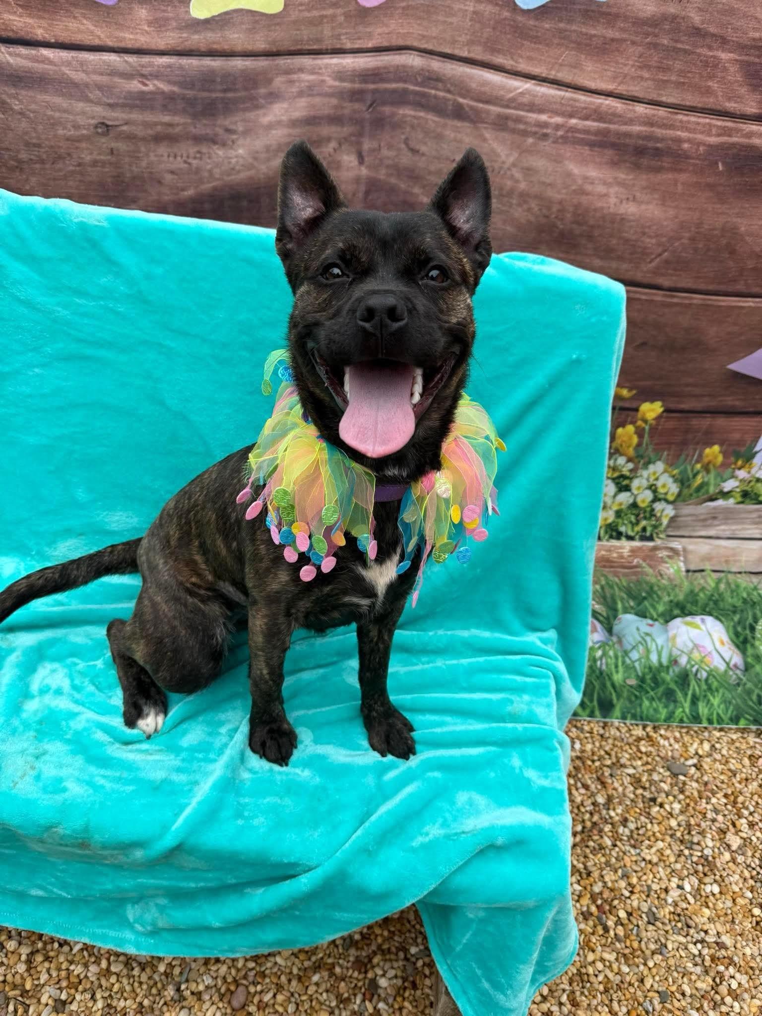 Enlarge Moxie, a Adoptable mixed breed in Tinton Falls, NJ image 4/6