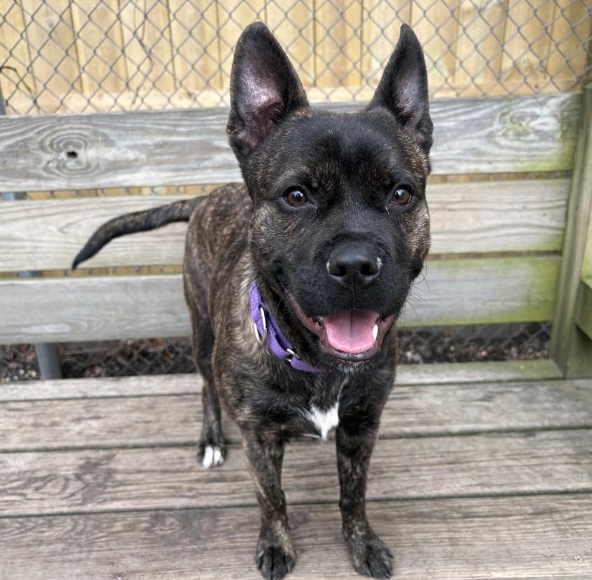 Enlarge Moxie, a Adoptable mixed breed in Tinton Falls, NJ image 5/6