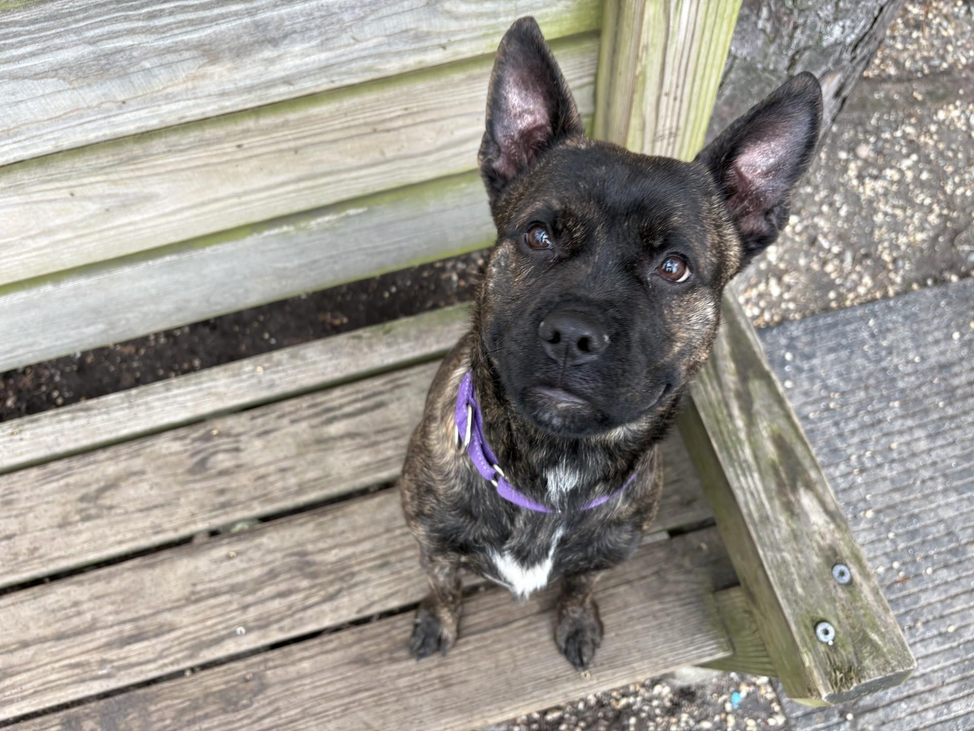 Enlarge Moxie, a Adoptable mixed breed in Tinton Falls, NJ image 6/6