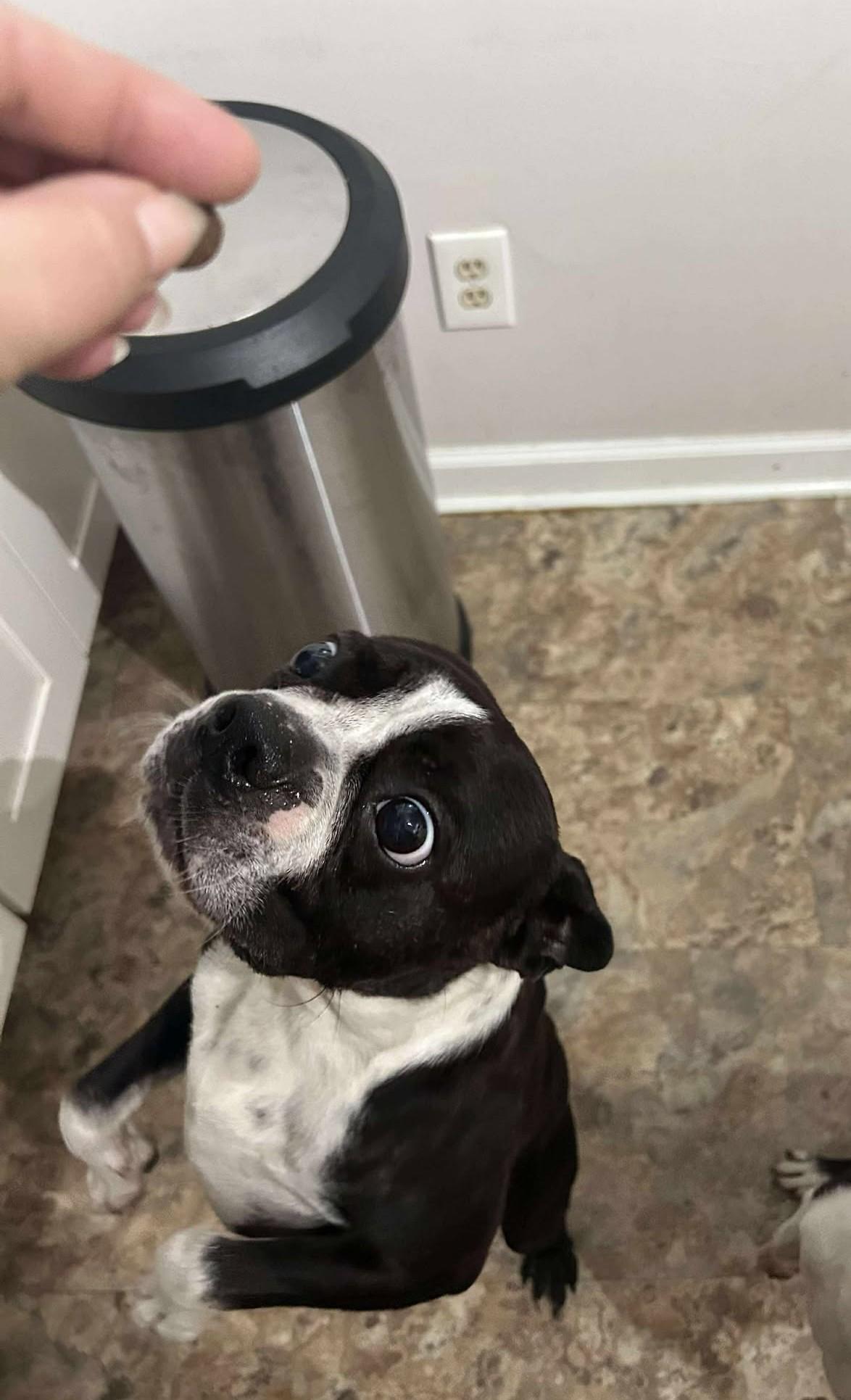 Hoagie, Adopted, Young Male Boston Terrier.