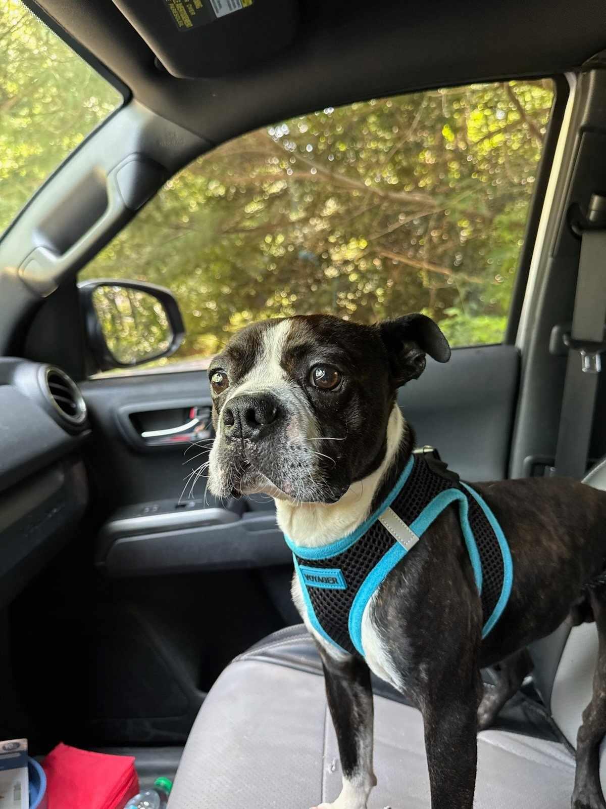 Hoagie, Adopted, Young Male Boston Terrier.