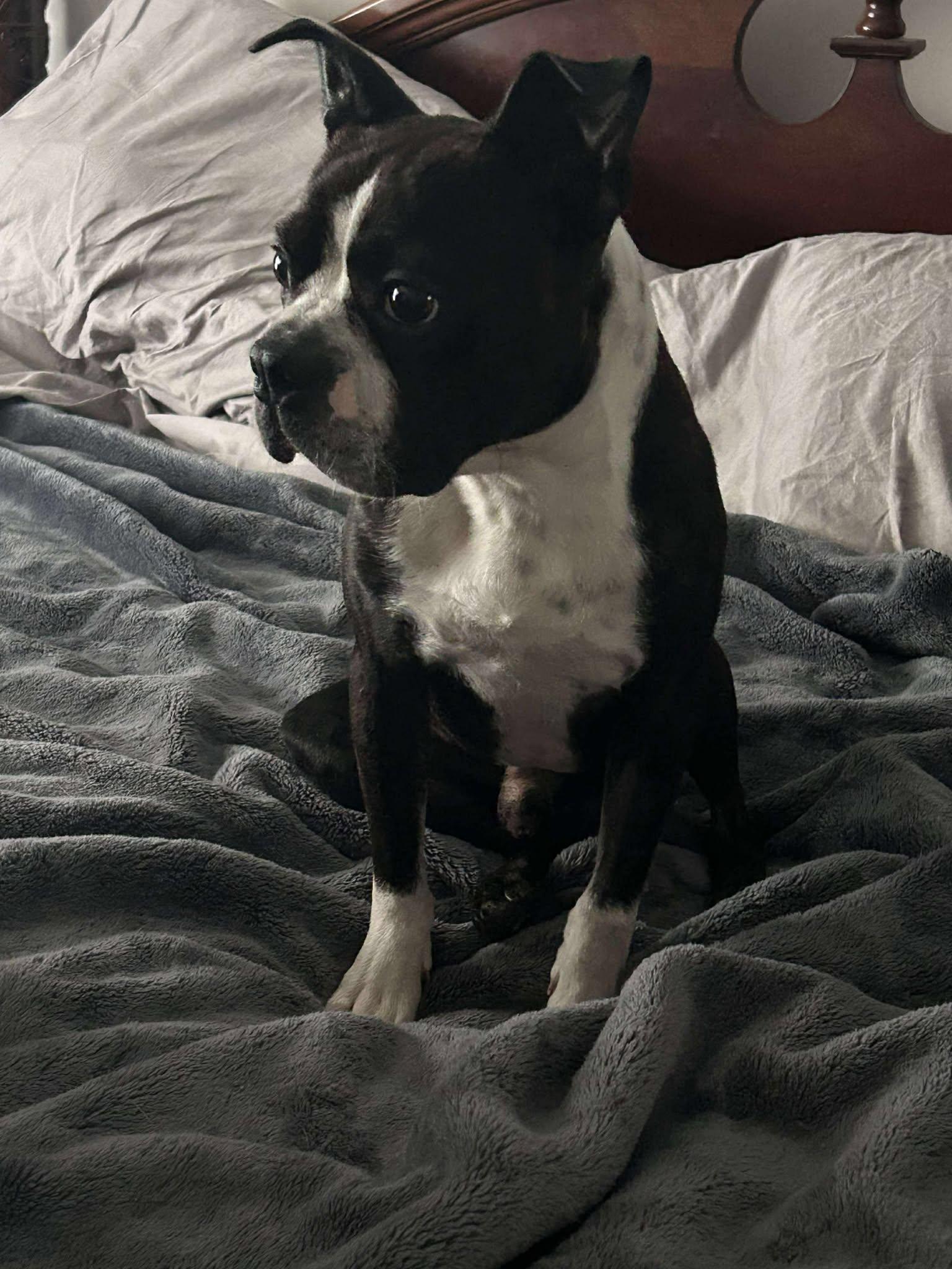 Enlarge Hoagie, a Adopted Boston Terrier in Moyock, NC image 3/3