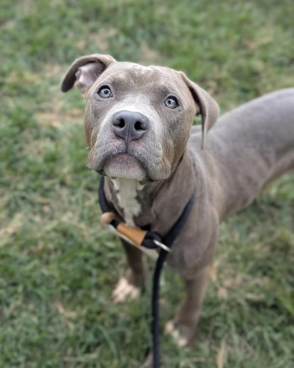 Stouffer Stan, Adoptable, Young Male Pit Bull Terrier.
