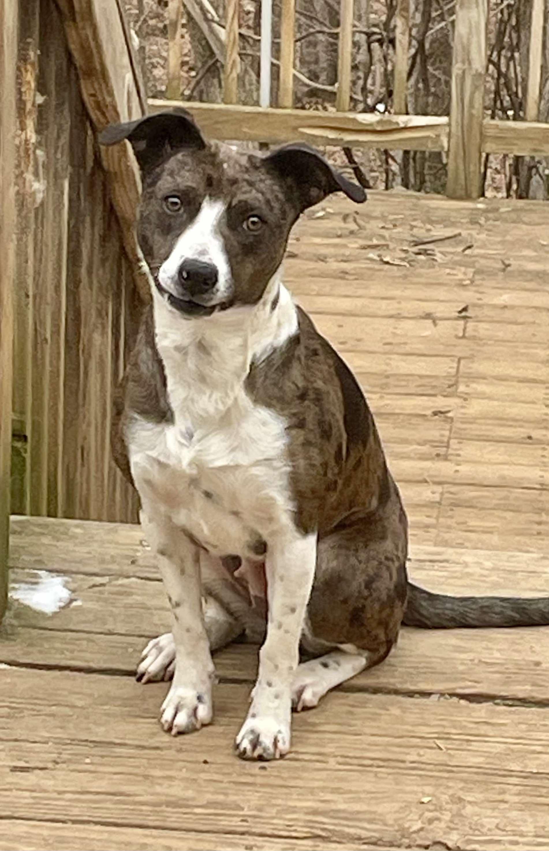 Enlarge Trixie , a ADOPTABLE mixed breed in Harrisburg, PA image 3/6