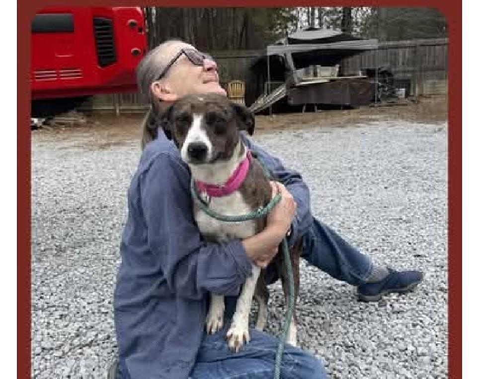 Enlarge Trixie , a ADOPTABLE mixed breed in Harrisburg, PA image 1/6