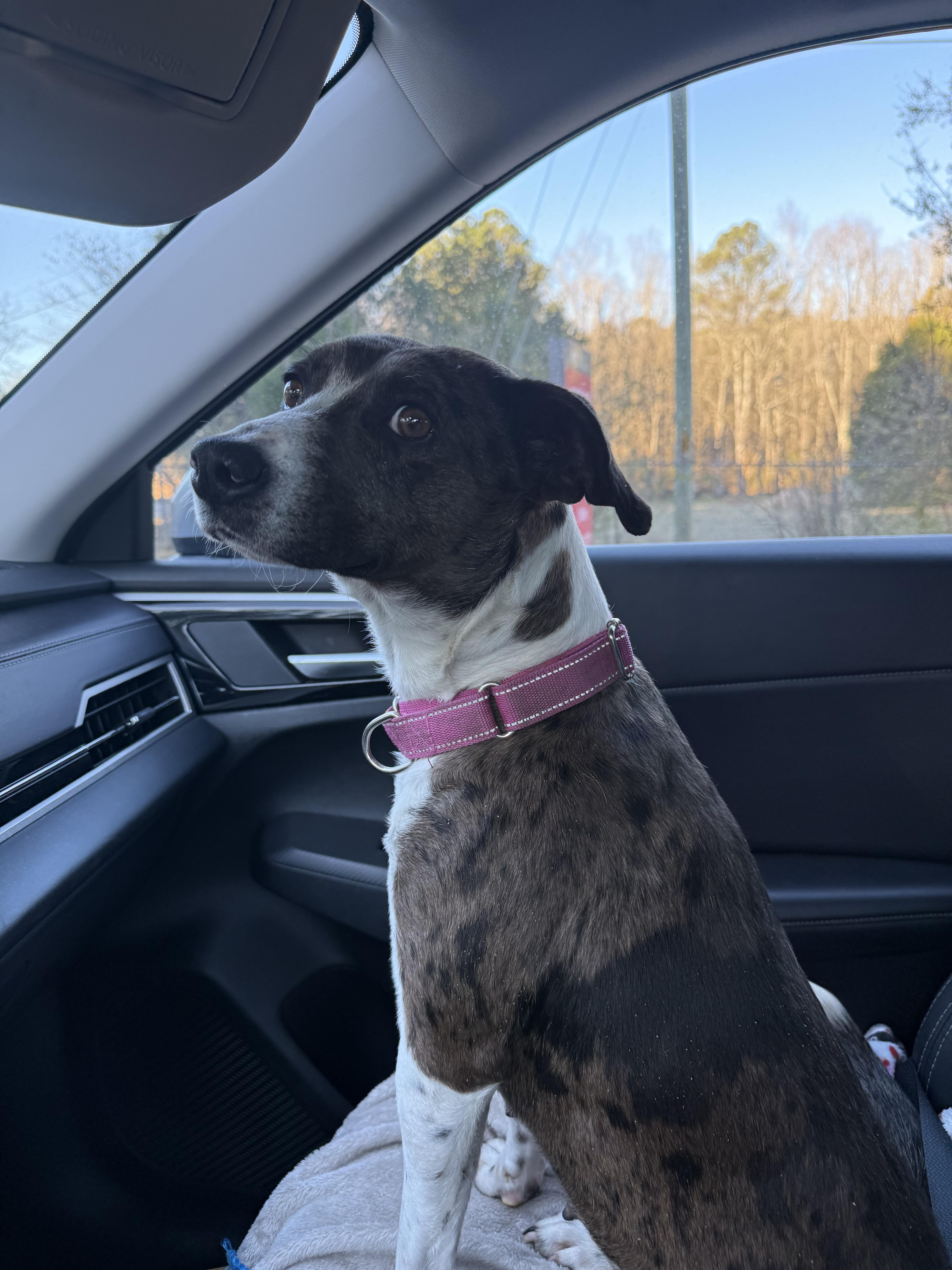 Enlarge Trixie , a ADOPTABLE mixed breed in Harrisburg, PA image 2/6