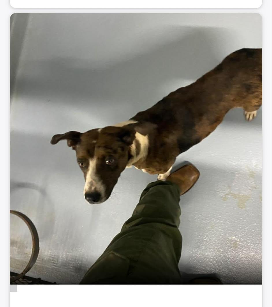 Enlarge Trixie , a ADOPTABLE mixed breed in Harrisburg, PA image 6/6