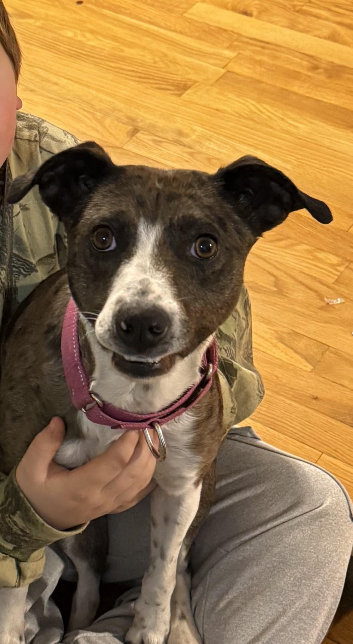 Enlarge Trixie , a ADOPTABLE mixed breed in Harrisburg, PA image 4/6