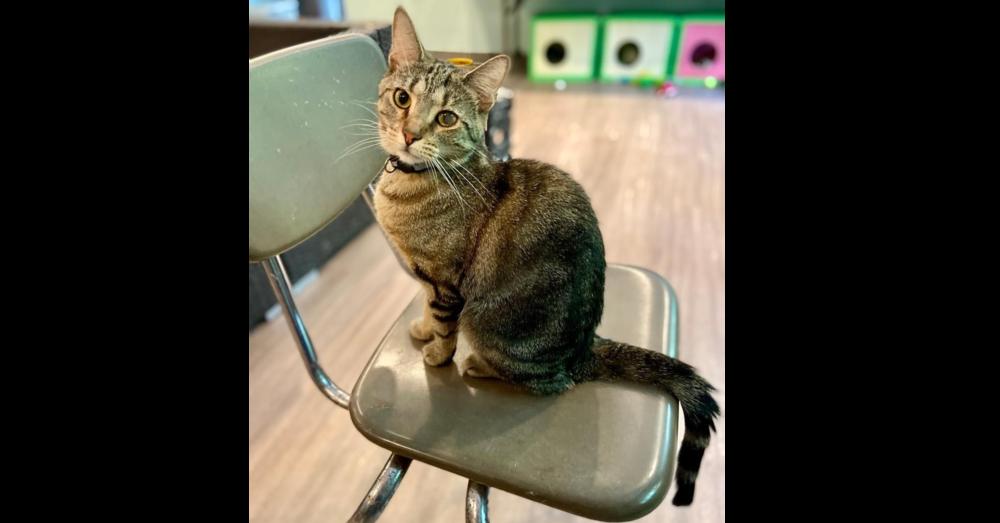 Enlarge Daffodil, a Adoptable mixed breed in New Cumberland, WV image 2/2