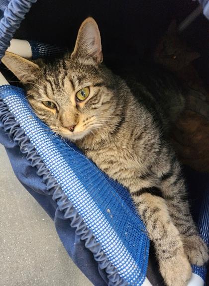August, Adoptable, Adult Female Domestic Short Hair & Domestic Short Hair.