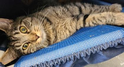 August, Adoptable, Adult Female Domestic Short Hair & Domestic Short Hair.