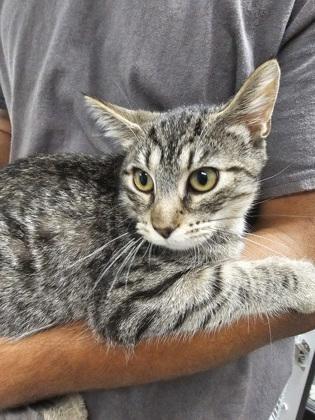 August, a Adoptable Domestic Short Hair in West Chester, PA image 2/3