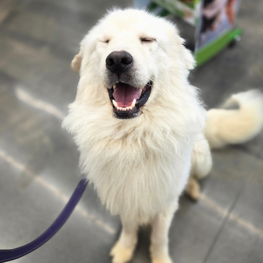 Enlarge Norfolk, a Adoptable mixed breed in Southington, OH image 2/3