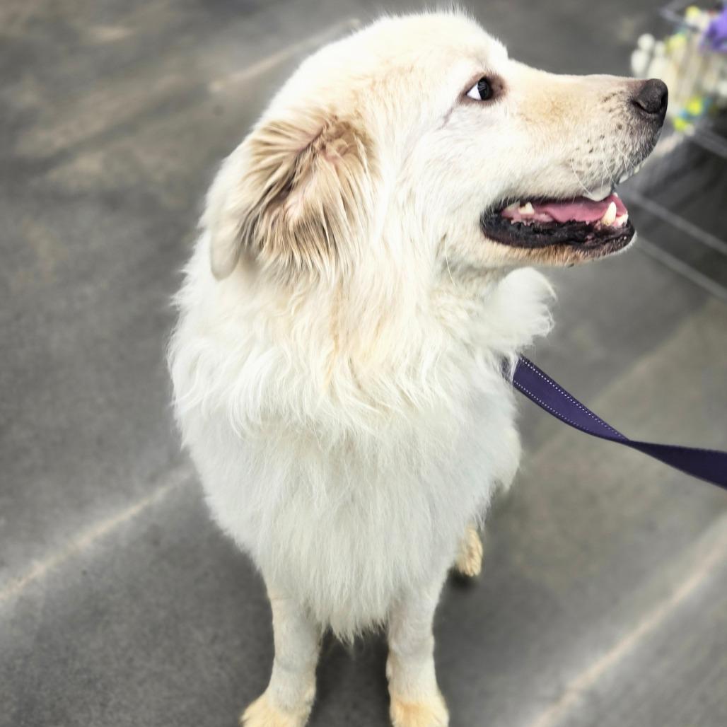 Enlarge Norfolk, a Adoptable mixed breed in Southington, OH image 3/3