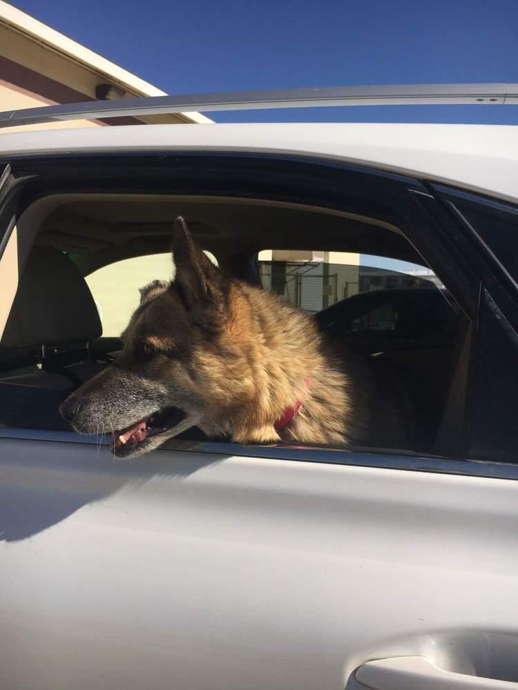 Enlarge Hannah, a Adoptable German Shepherd Dog in Ridgecrest, CA image 1/1