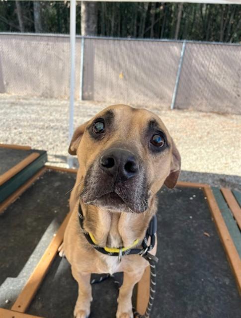 Enlarge POCONO, a Adoptable mixed breed in Lincolnton, NC image 1/1