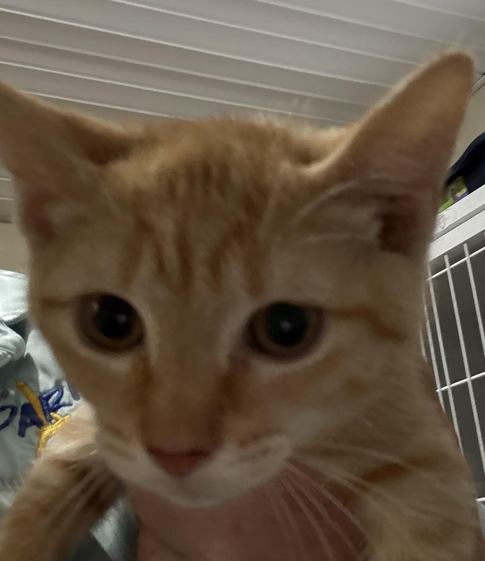 MAGNUM, Baby Female Domestic Short Hair