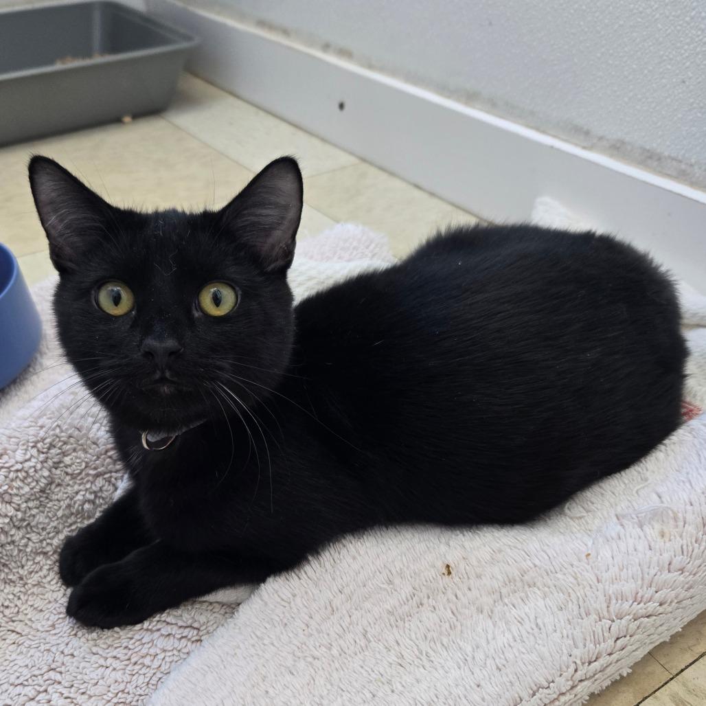 Enlarge Catzilla C3, a Adoptable Domestic Short Hair in Union, MO image 1/1