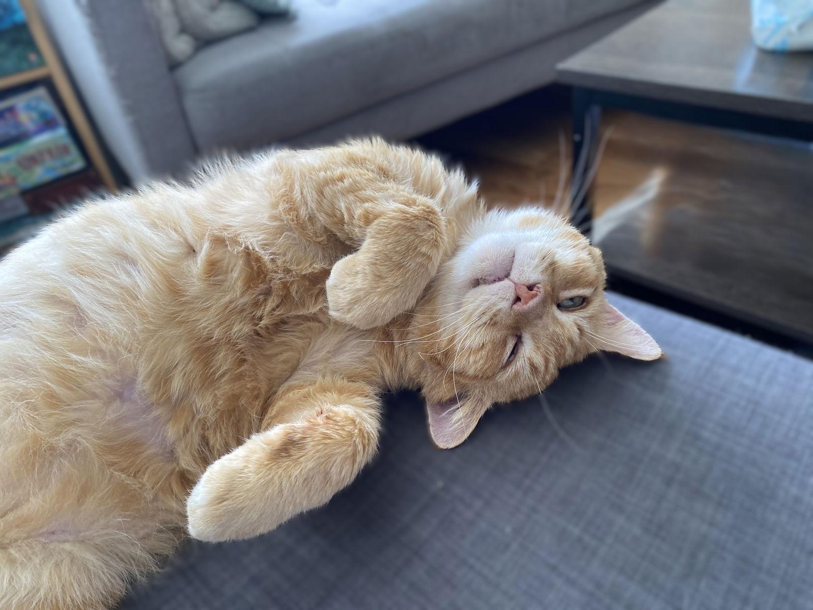 Nacho, Adoptable, Adult Male Domestic Short Hair & Tabby.