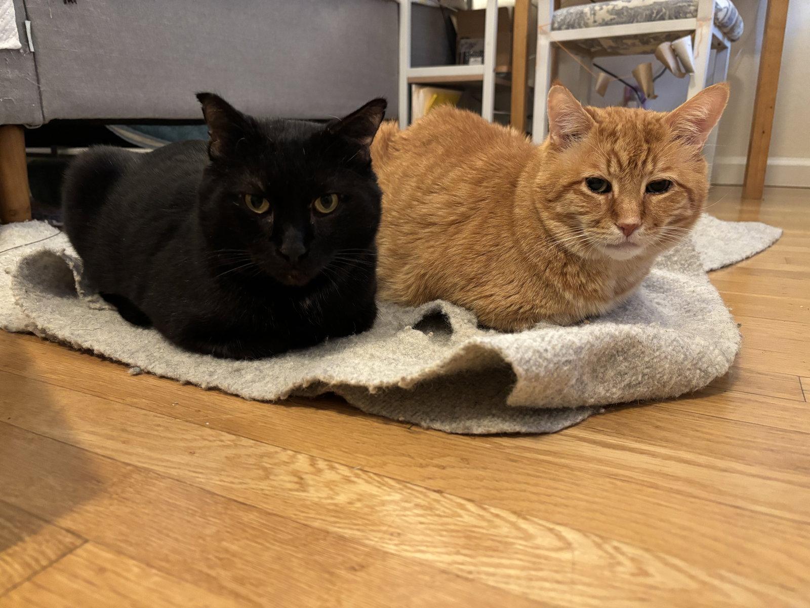 Nacho (bonded with Snowball), Adoptable, Adult Male Domestic Short Hair & Tabby.