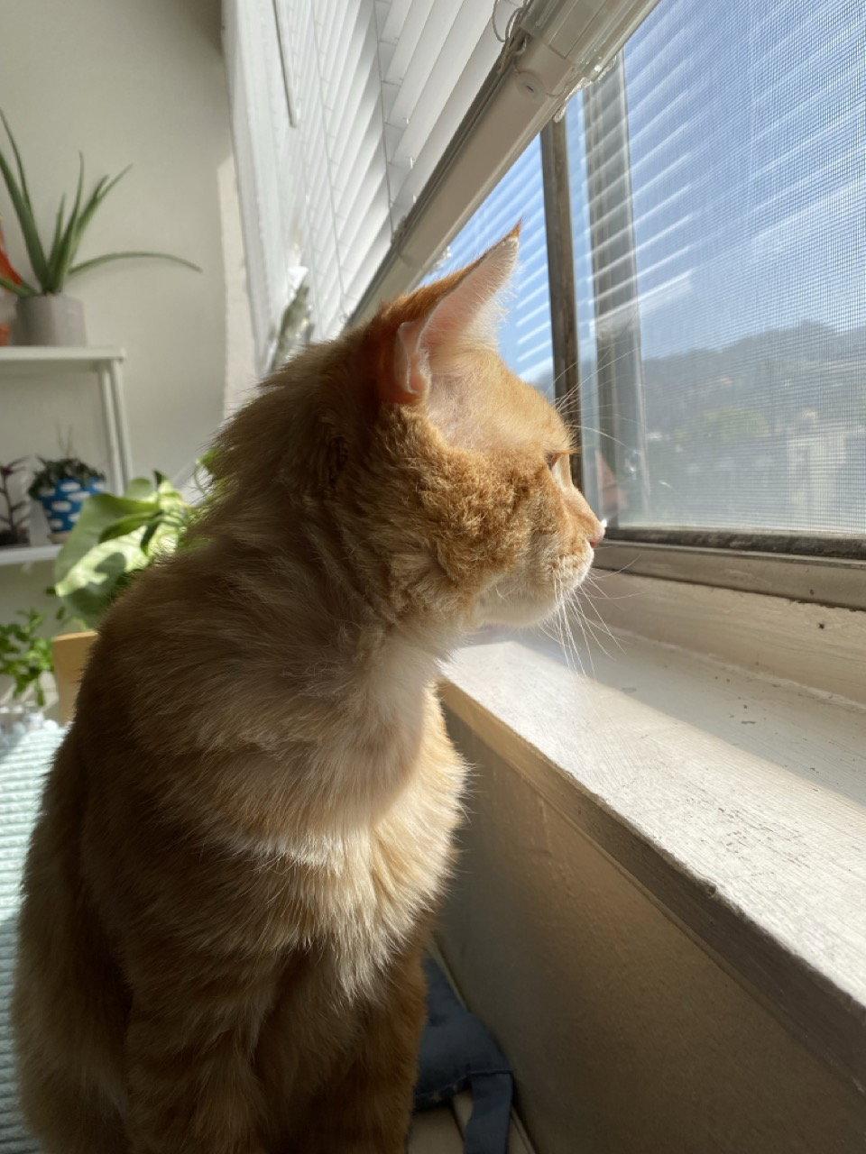 Nacho (bonded with Snowball), a Adoptable mixed breed in Oakland, CA image 2/3