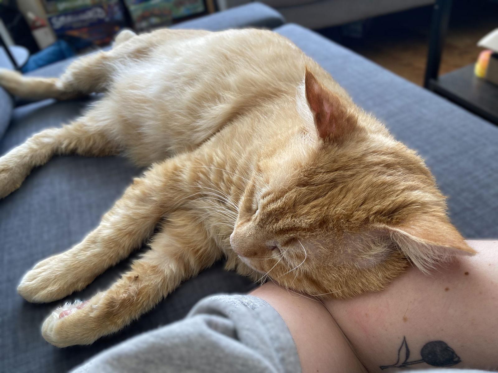 Nacho, a Adoptable mixed breed in Oakland, CA image 3/3