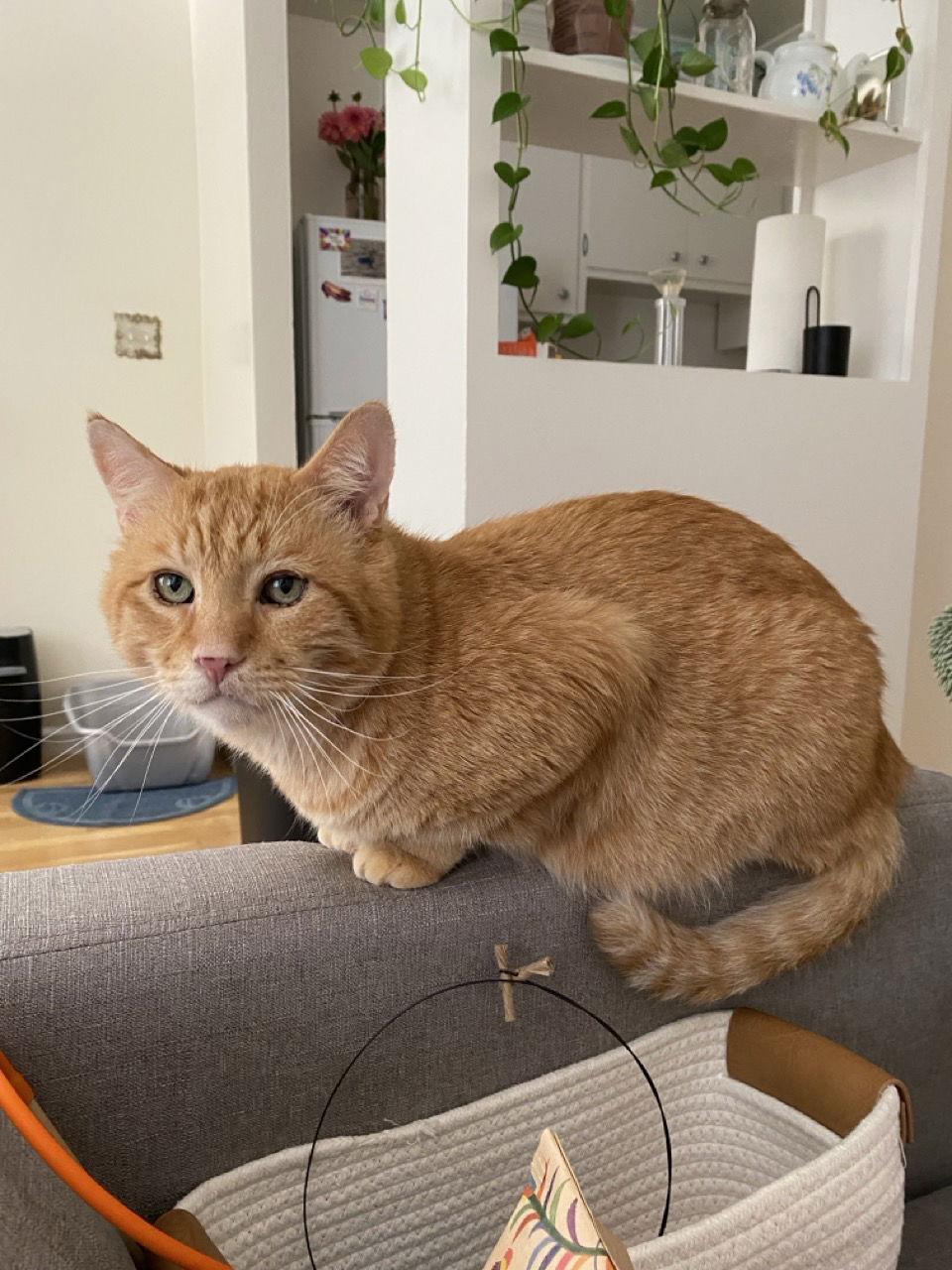 Enlarge Nacho, a Adoptable mixed breed in Oakland, CA image 2/3